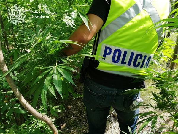 La policia deté un home per cultivar marihuana al mig del bosc d'Andorra la Vella