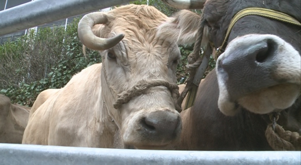 La parròquia de Canillo ha sanejat el bestiar boví.