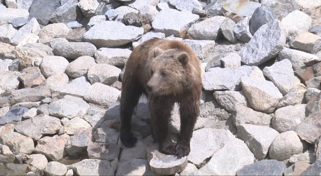 Abatut un ós de Naturlàndia després d'escapar-se del seu tancat