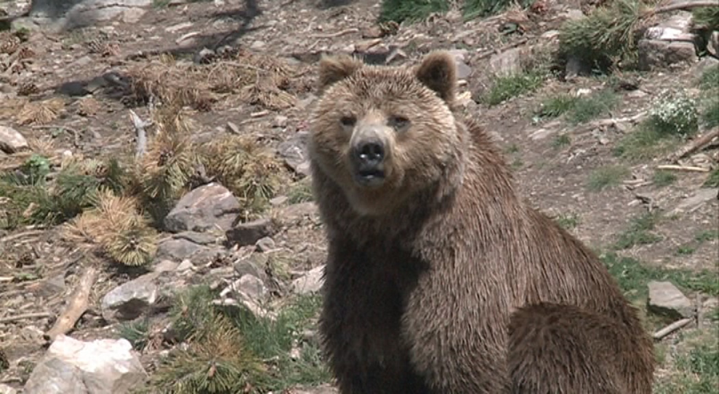 Medi Ambient sanciona amb 6.000 euros Camprabassa per la mort de l'ós