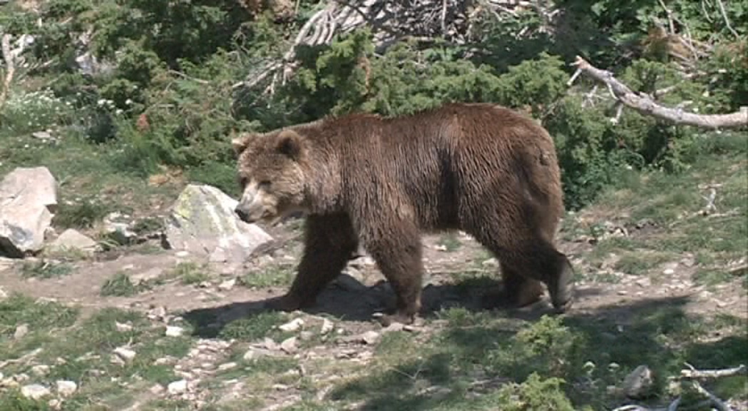 UL vol les auditories de Naturlàndia per la mort de l'ós
