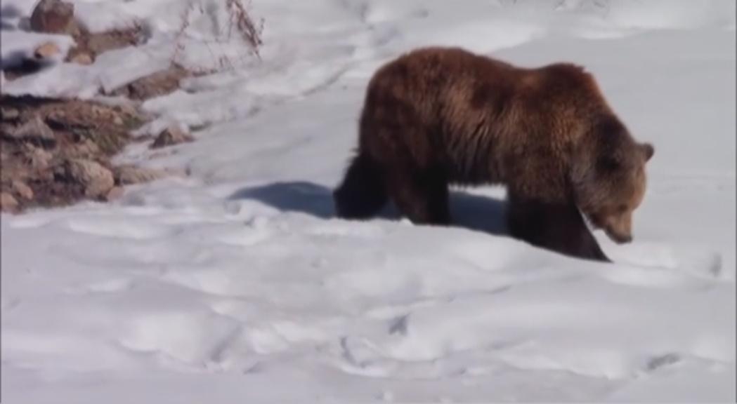 Aquest és el primer hivern a Naturlàndia dels tres óssos que hi v