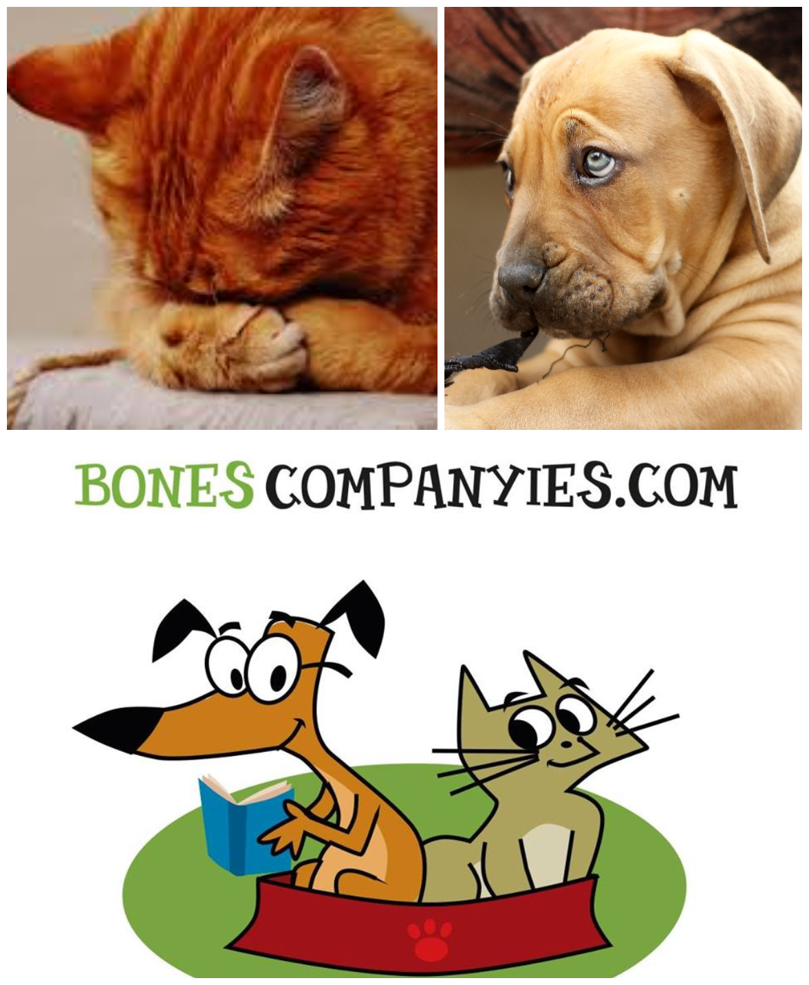 Bones Companyies i les mascotes