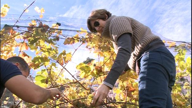 Reportatge: el vi d'alçada produït a Andorra