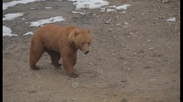 Continua el programa de protecció a l'ós bru de l'Alt Pirineu