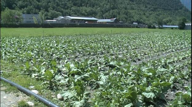 Un 30% de les plantes de tabac, afectades per les pedregades de l'estiu