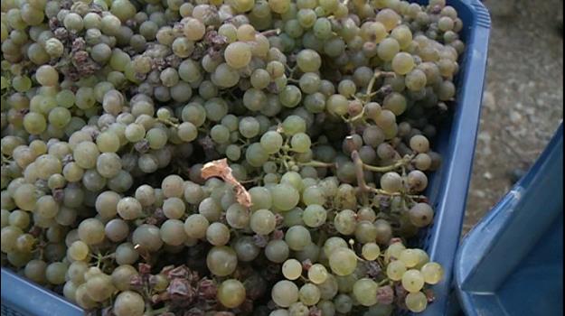L'ARPA ha començat a preparar una acreditació nacional per al vi
