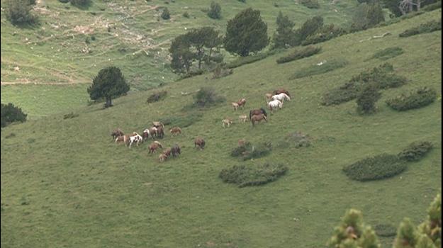 Un milió d'euros en ajudes per al foment de la ramaderia de muntanya