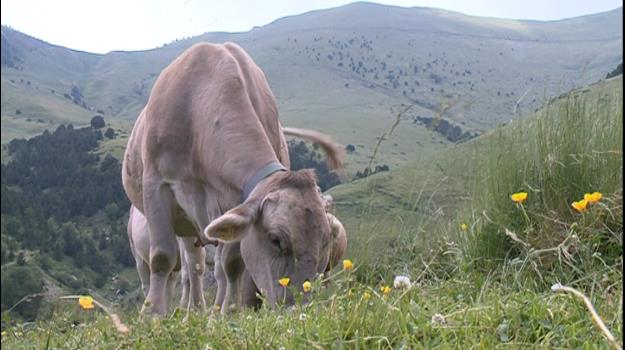 La falta de relleu generacional preocupa els ramaders d'Andorra