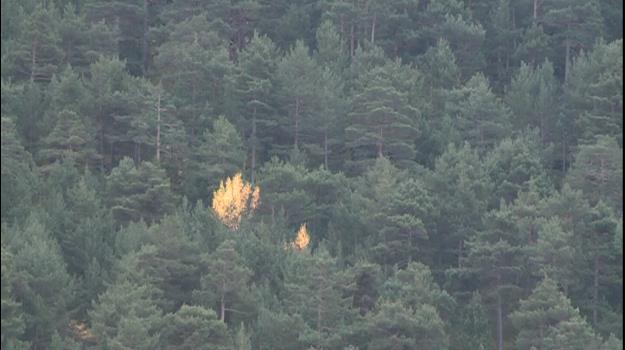 El risc d'incendi és extrem a Sant Julià i a Andorra la Vella i elevat a la resta de parròquies