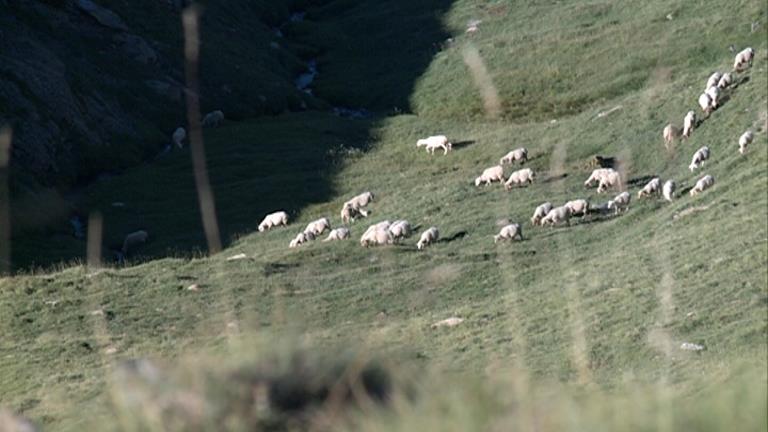 Andorra no preveu cap campanya de vacunació per prevenir la llengua blava ovina