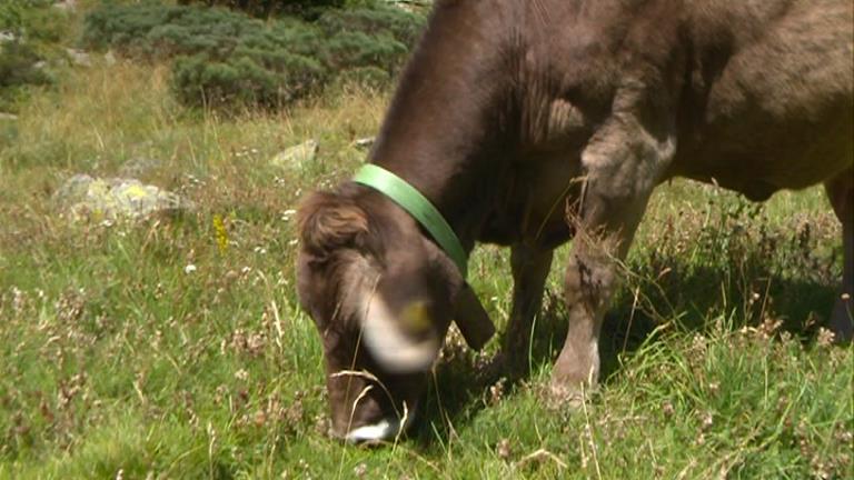 El sector ramader constata una revalorització de l'activitat a la benedicció del bestiar