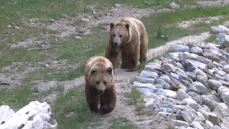 El parc d'animals de Naturlàndia romandrà tancat fins que compleixi les mesures que exigeix el Govern