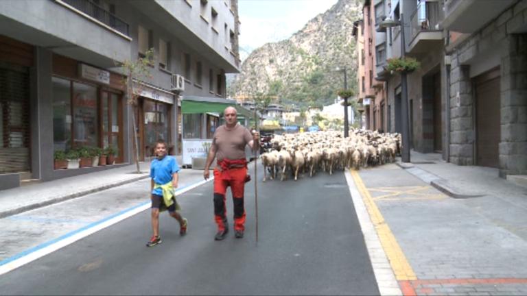 Les ovelles trepitgen asfalt en la transhumància a les pastures de muntanya