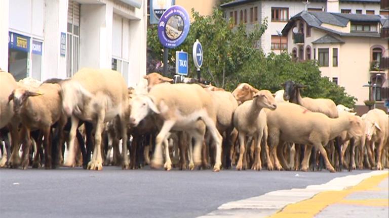 Més de mil ovelles comencen la transhumància als prats de muntanya