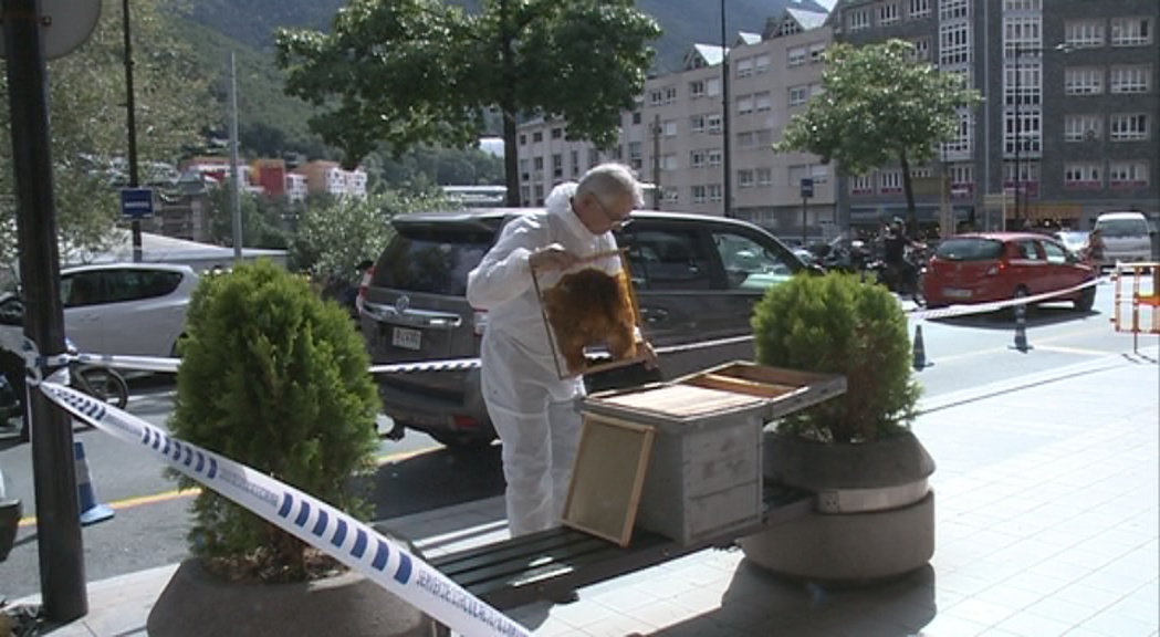 Un eixam d’abelles davant de Govern sorprèn els vianants