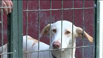 El 2022 es van abandonar un centenar de gossos a Andorra