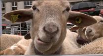 32 explotacions ramaderes es presenten a la Fira concurs de bestiar