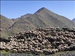Unes 500 ovelles pasturen als prats del Comapedrosa per netejar el sotabosc
