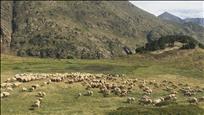 700 ovelles pasturen a la zona del refugi del Comapedrosa