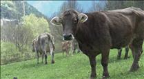 Agricultura destinarà 125.000 euros a les explotacions bovines que compleixin els criteris de qualitat