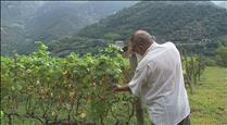 Alguns productors de vi calculen una pèrdua del 50% de la collita a causa de la malaltia del míldiu a les vinyes
