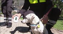 Andorra la Vella comença a sancionar els propietaris que no recullin els excrements dels gossos