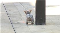 Andorra la Vella insistirà a conscienciar els propietaris de gossos per a uns carrers nets