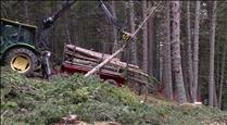 APAPMA denuncia la tala d'arbres per a l'heliport
