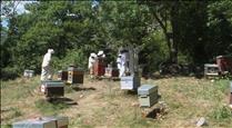 Aprendre a recol·lectar mel i a preservar la natura, una de les noves activitats d'estiu que proposa Andorra la Vella
