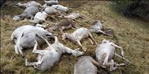 Els banders investiguen la mort de 25 ovelles i la desaparició de 50 més a Incles