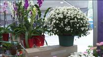 Bones vendes de flors per Tots Sants, tot i que l'augment del preu es nota en els crisantems 