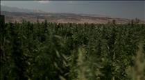 El bufet Roca Junyent serà l'assessor en la redacció de la llei del cultiu del cànnabis