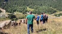 Canillo celebra el pas de la vacada amb 200 caps de bestiar que han anat cap al Maià i la Portella