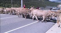300 caps en el tradicional pas del bestiar a Canillo