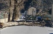 Cau un arbre enmig de la carretera d'Aixovall