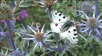 El CENMA vol reprendre el seguiment de les papallones indicadores dels canvis al medi ambient