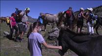 Conèixer la ramaderia d'altura amb rutes guiades, èxit de la proposta turística del comú d'Ordino