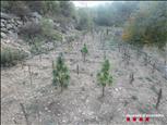 Desmantellada una plantació amb unes 2.900 plantes de marihuana a l'Alt Urgell