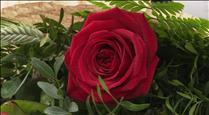 Les floristeries preveuen vendre més de 2.000 roses aquest Sant Jordi