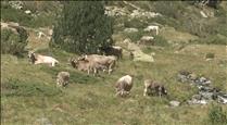 Govern aprova més d'un milió d'euros en ajuts per les pràctiques ramaderes de muntanya
