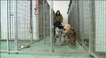 El Govern endureix les condicions dels centres que acullen animals de companyia