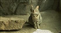 Laika denuncia l'enverinament d'un gat i reclama sancions exemplars