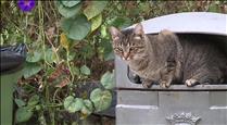 Laika denuncia possibles casos d'enverinament en colònies urbanes de gats