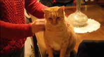 Laika rep una subvenció per a intervencions veterinàries a gats domèstics