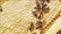 Medi Ambient acorda amb els apicultors ampliar l'estudi sobre l'impacte de les fumigacions de processionària 