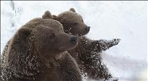 Medi Ambient havia advertit diverses vegades Naturlàndia sobre la gestió dels animals salvatges