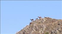 Més fauna a Andorra pel canvi climàtic