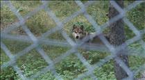 Naturlàndia manté oberta internament la investigació per la mort del llop