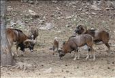 Naturlàndia traslladarà una quarantena d'animals a la reserva catalana Wild Forest